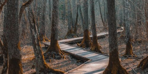 nature path walkway